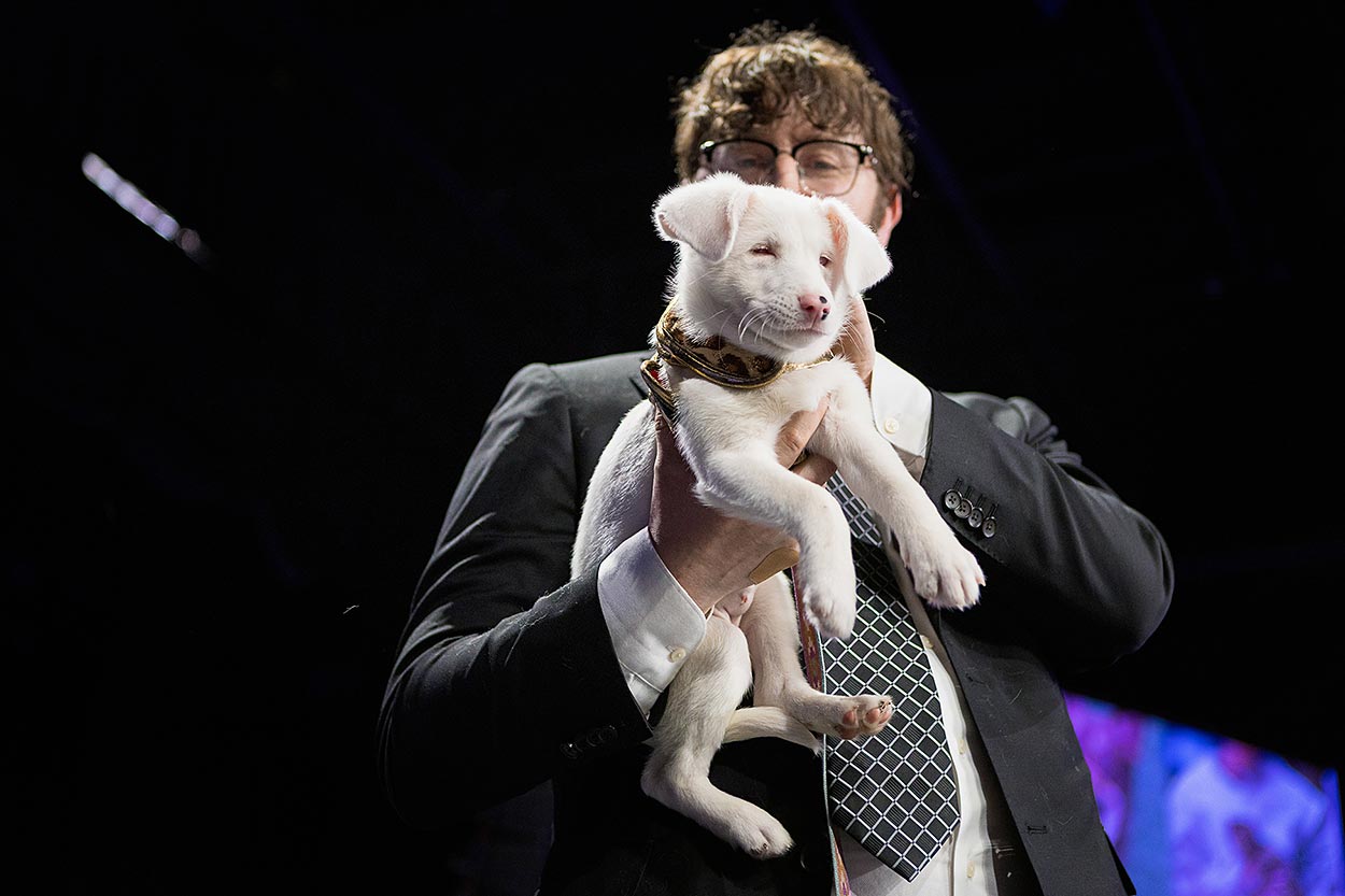 cute white blind puppy